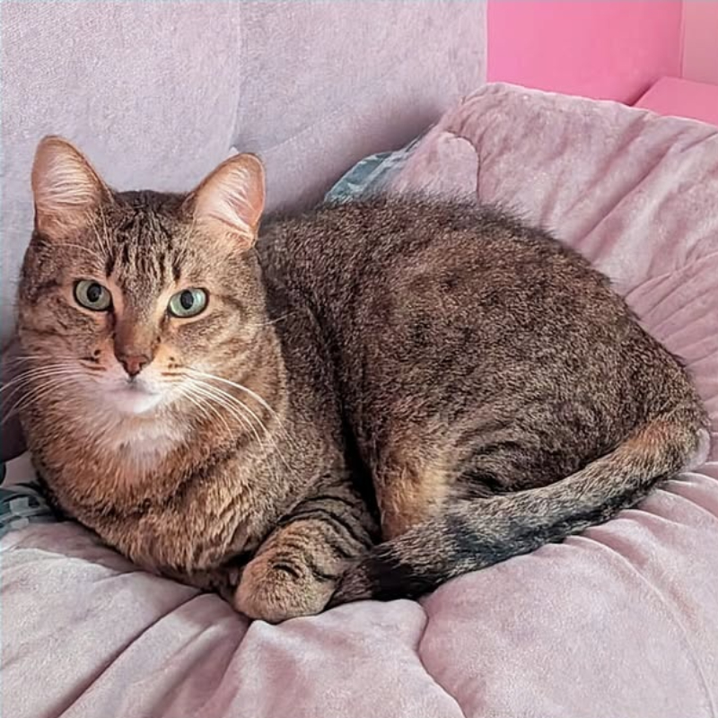 Nemo, in cerca di adozione | Associazione Le Sfigatte