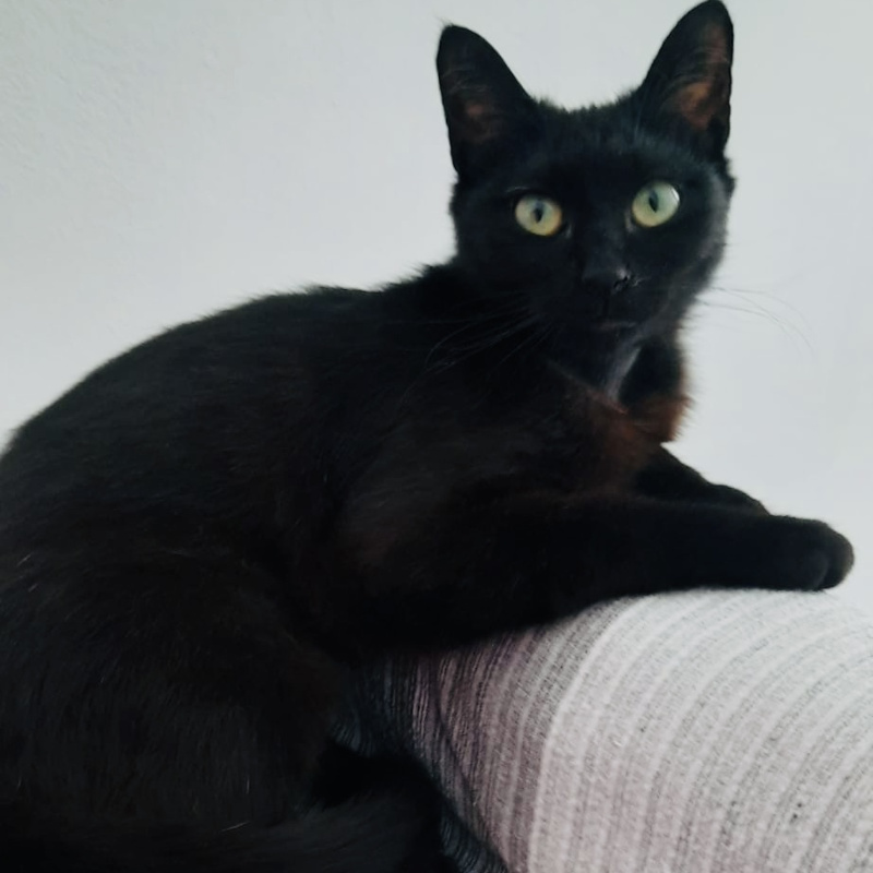 gatti da adottare Le Sfigatte
