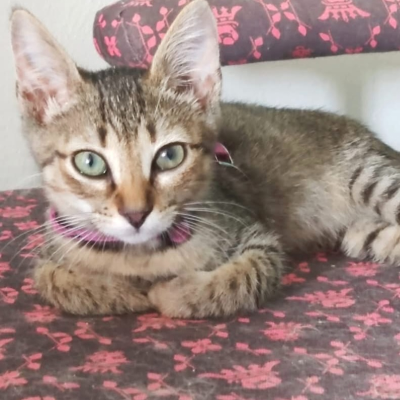 gatti adottati Le Sfigatte