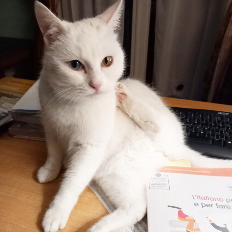 Neva, in cerca di adozione | Associazione Le Sfigatte