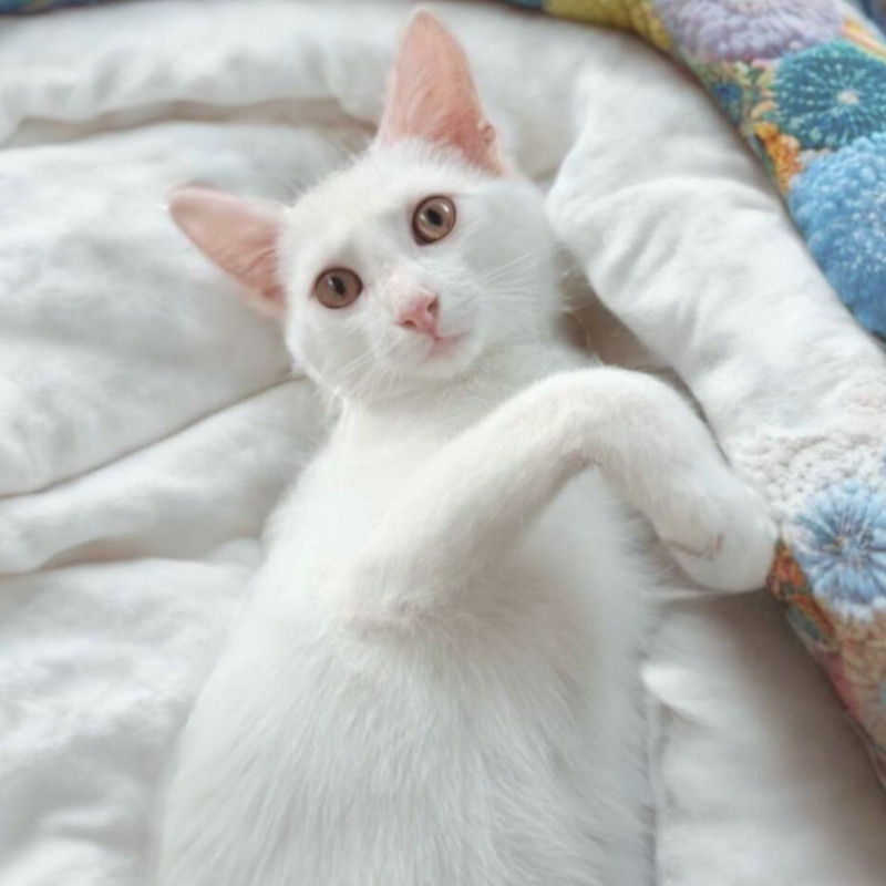 gatti adottati Le Sfigatte