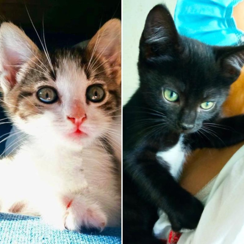 gatti adottati Le Sfigatte