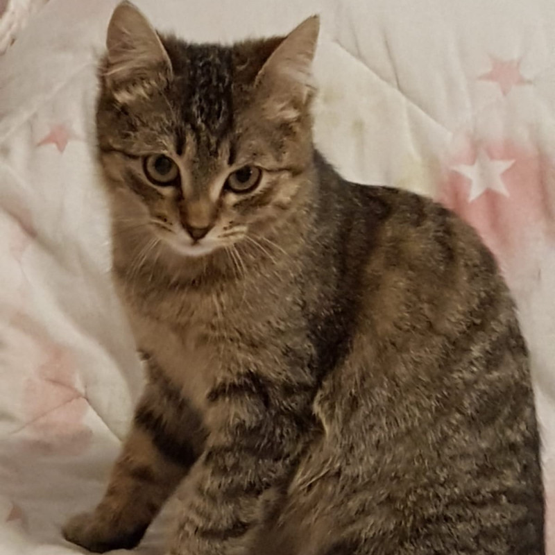 gatti adottati Le Sfigatte