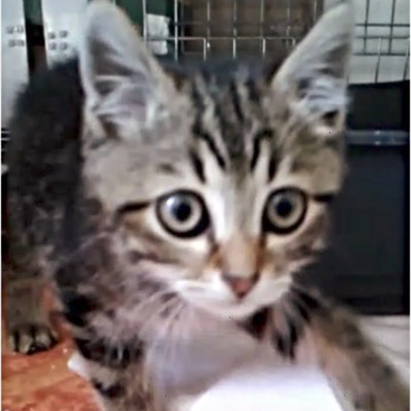 gatti adottati Le Sfigatte