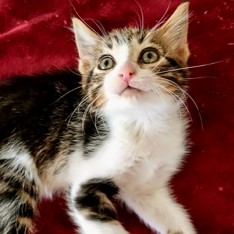 gatti adottati Le Sfigatte