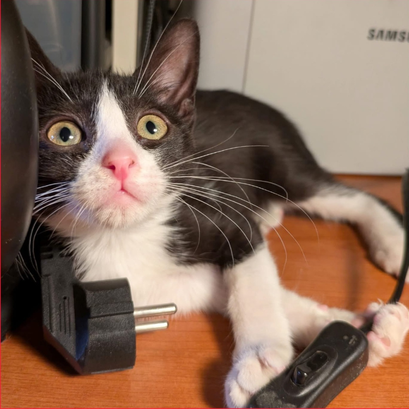 gatti adottati Le Sfigatte