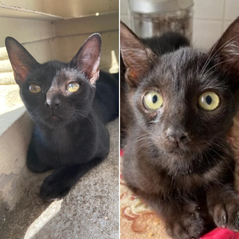 gatti adottati Le Sfigatte