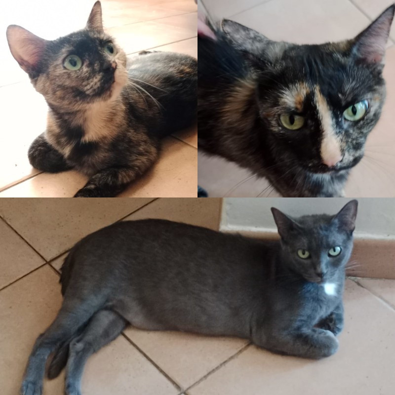 gatti adottati Le Sfigatte
