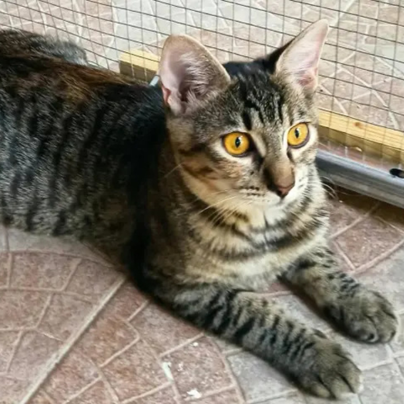Nina, in cerca di adozione | Associazione Le Sfigatte