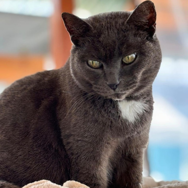 Adotta a distanza Nina | Associazione Le Sfigatte