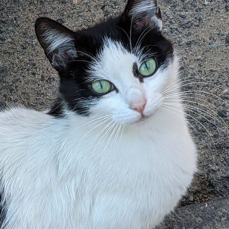 gatti adottati Le Sfigatte