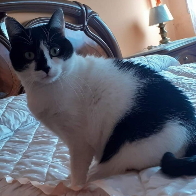 gatti adottati Le Sfigatte