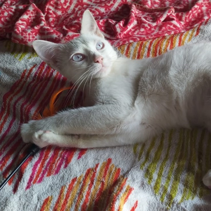 gatti adottati Le Sfigatte