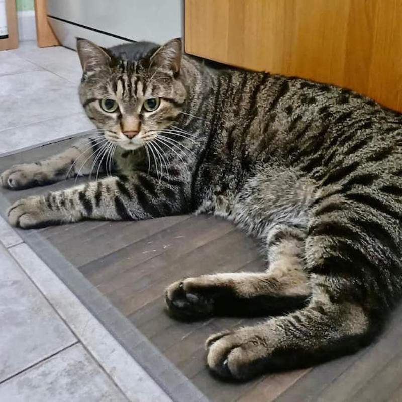 gatti adottati Le Sfigatte