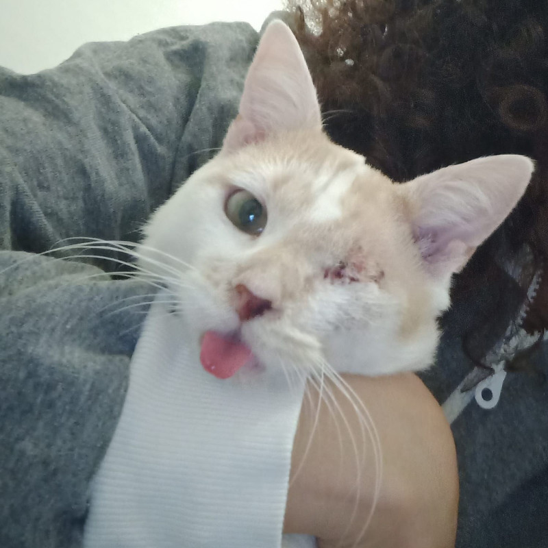 gatti adottati Le Sfigatte