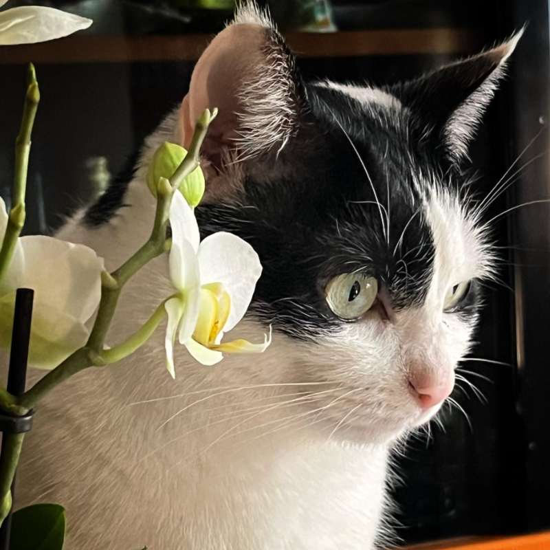 Noa, una nuova casa, un nuovo inizio | Associazione Le Sfigatte