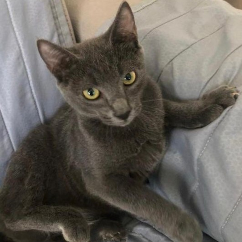 gatti adottati Le Sfigatte