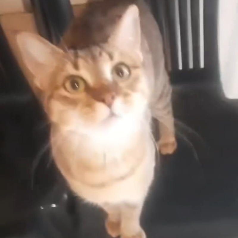 gatti da adottare Le Sfigatte