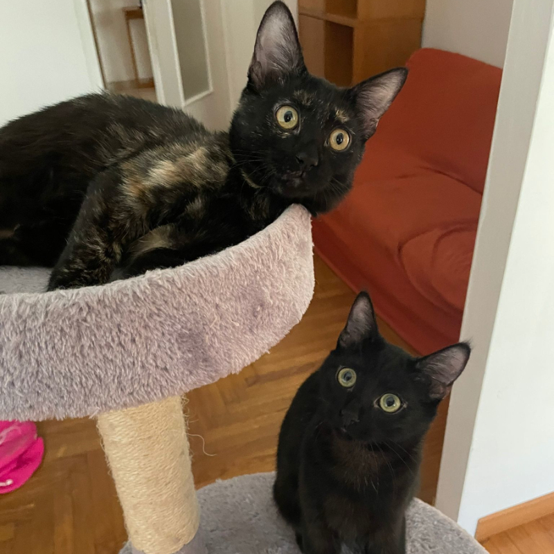 gatti adottati Le Sfigatte