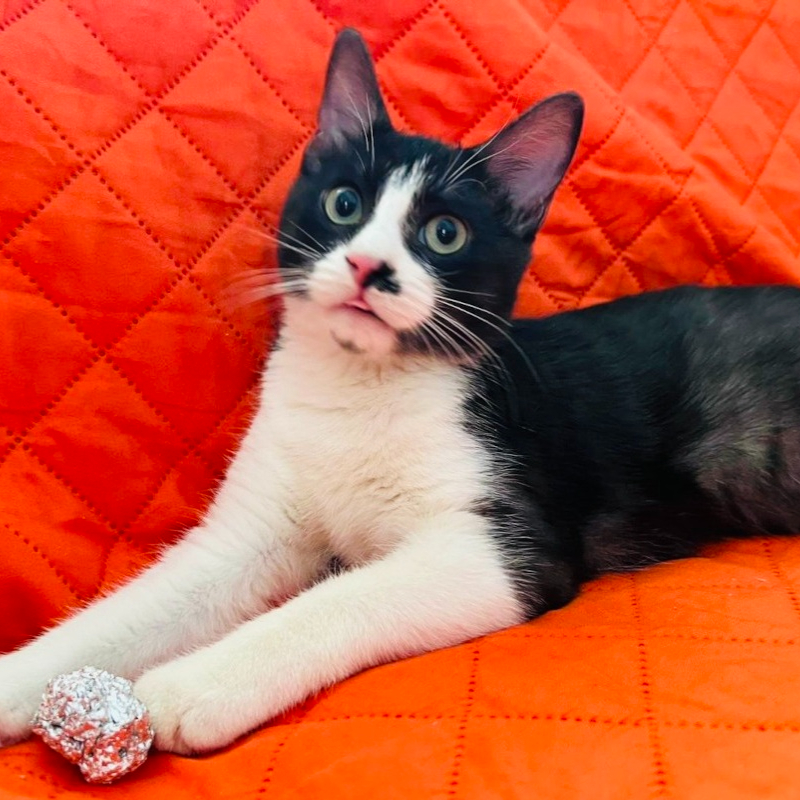 gatti da adottare Le Sfigatte