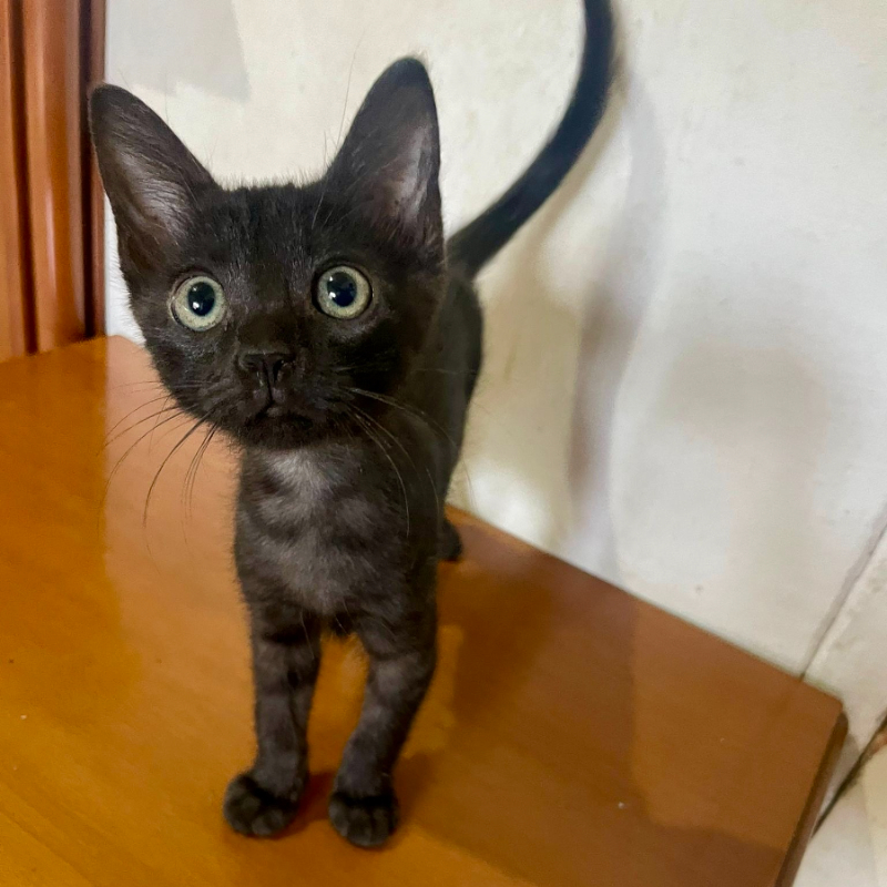 gatti adottati Le Sfigatte