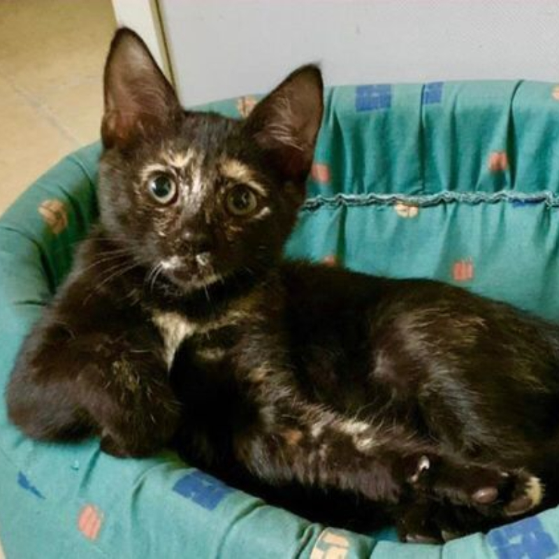 gatti adottati Le Sfigatte