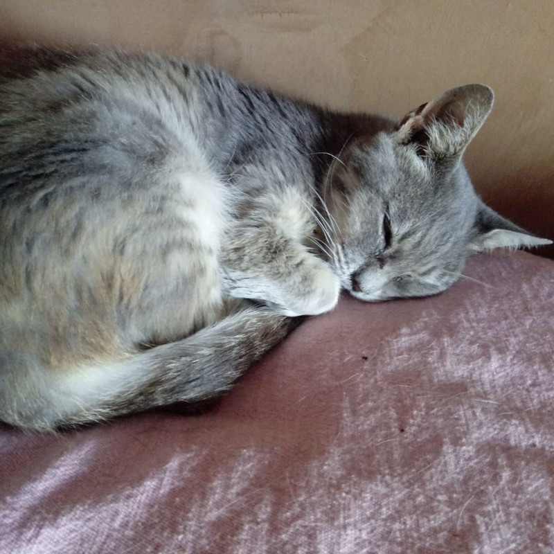 gatti adottati Le Sfigatte