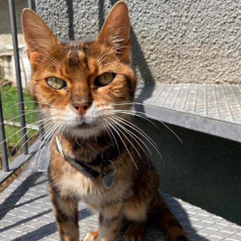 gatti adottati Le Sfigatte