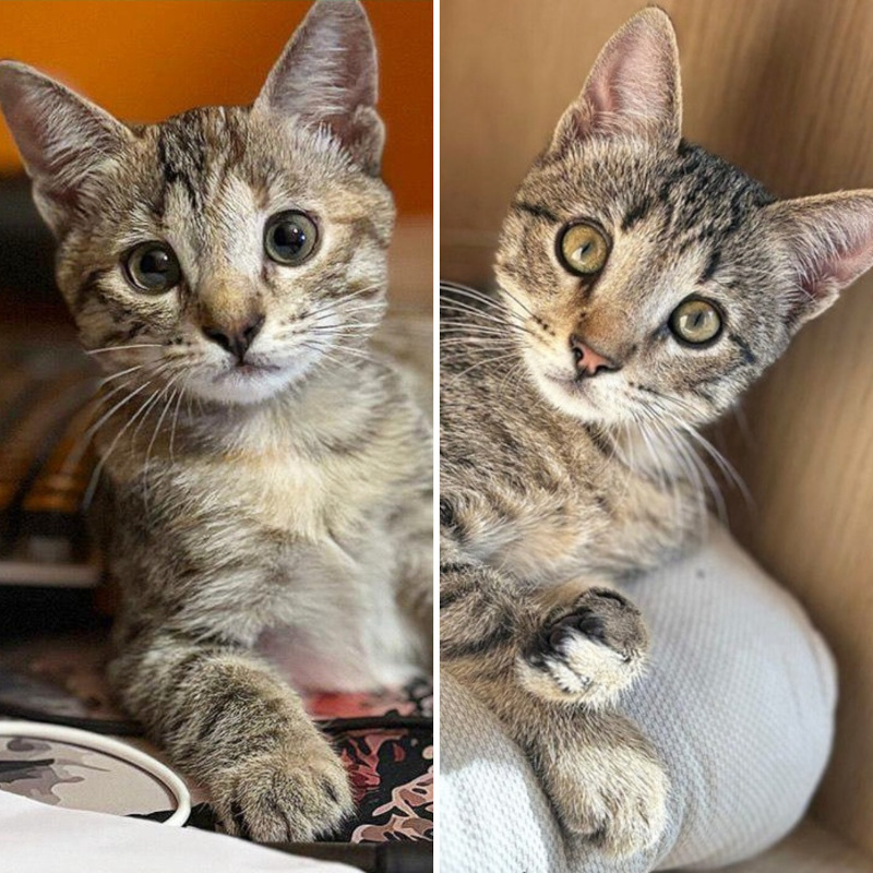 gatti adottati Le Sfigatte