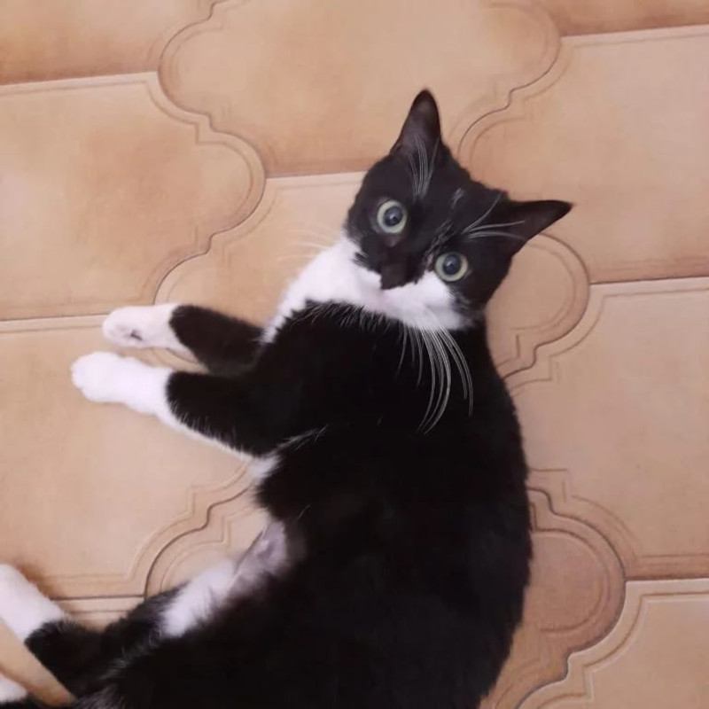 gatti adottati Le Sfigatte