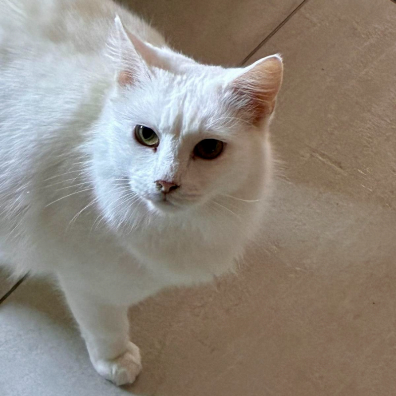 Nuvola, in cerca di adozione | Associazione Le Sfigatte