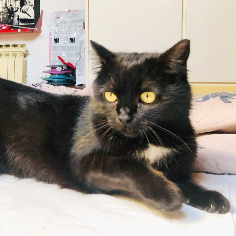 gatti adottati Le Sfigatte