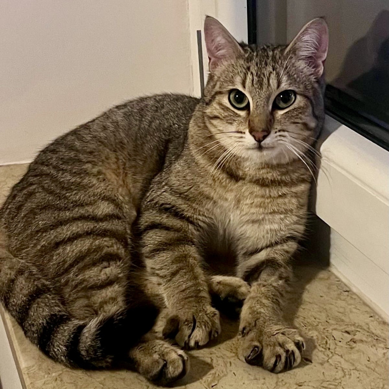 Obi, in cerca di adozione | Associazione Le Sfigatte