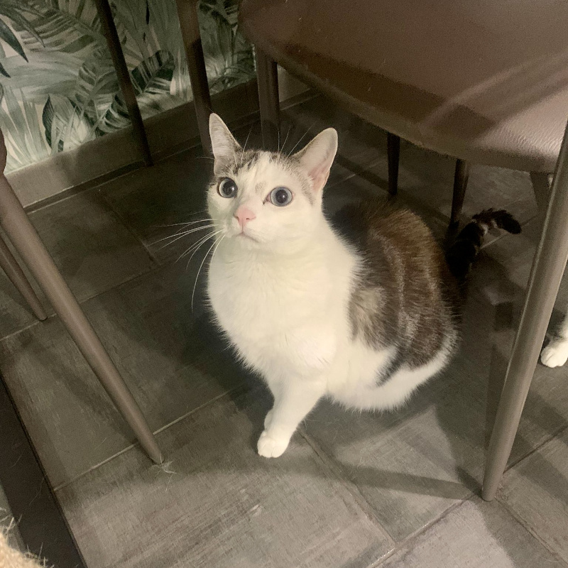 gatti adottati Le Sfigatte