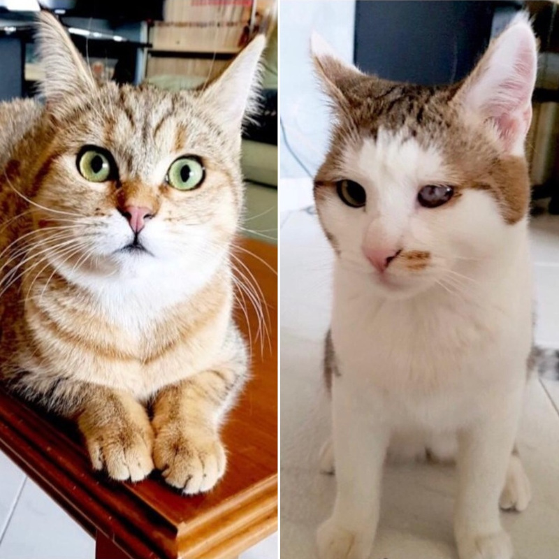 gatti adottati Le Sfigatte
