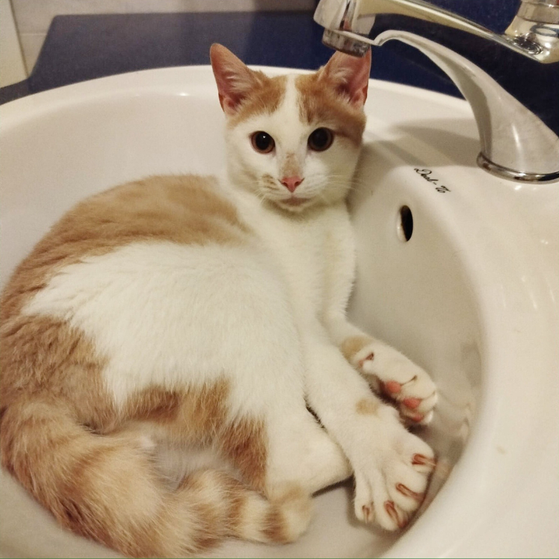 Odino, in cerca di adozione | Associazione Le Sfigatte