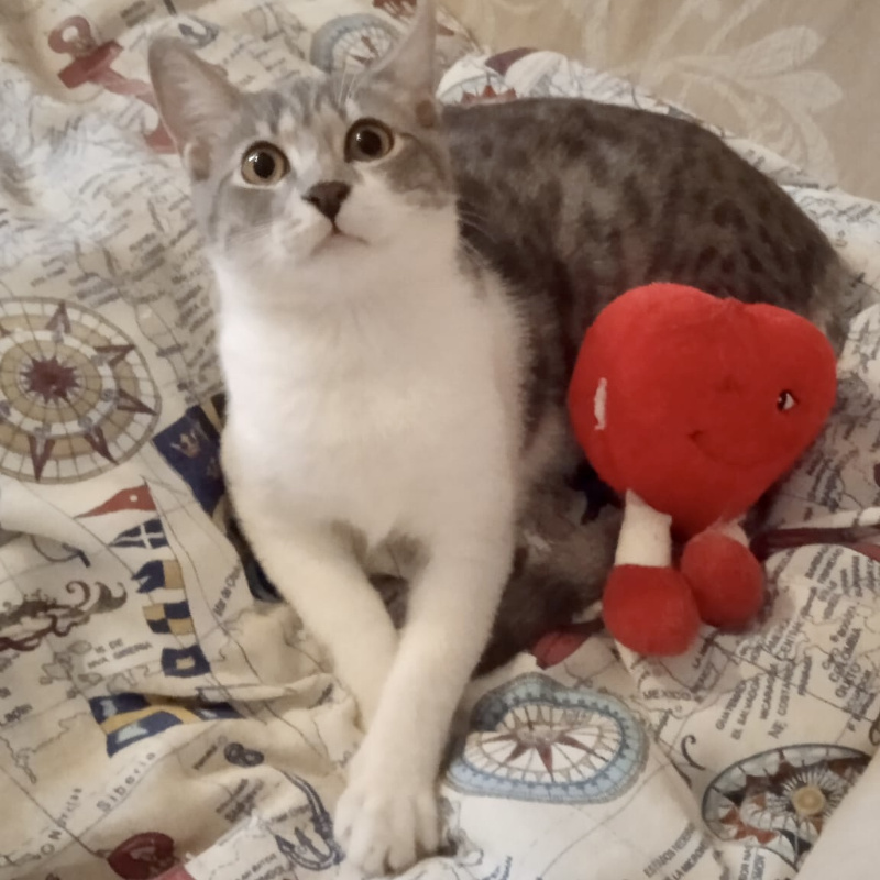 gatti adottati Le Sfigatte