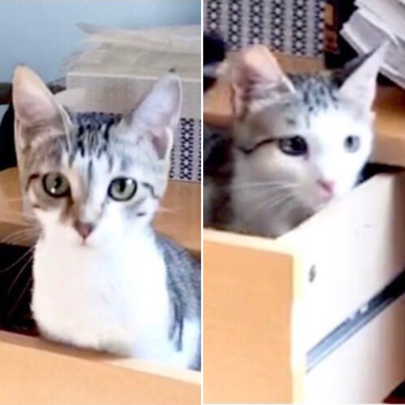 gatti adottati Le Sfigatte