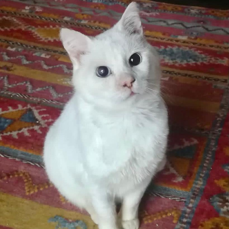 gatti adottati Le Sfigatte