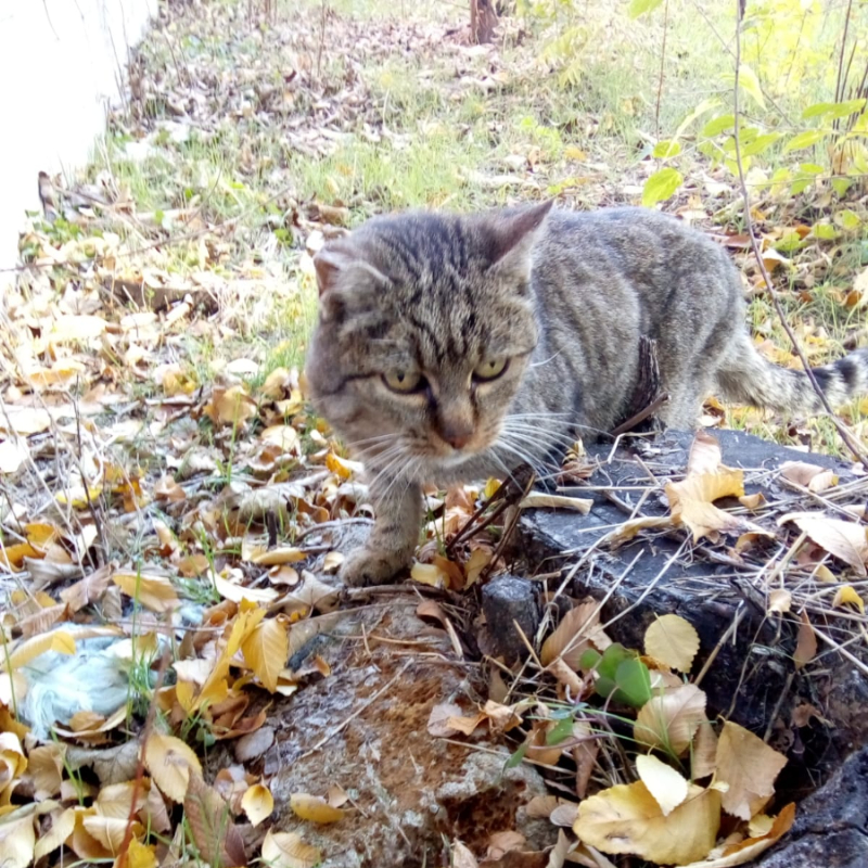 gatti adottati Le Sfigatte