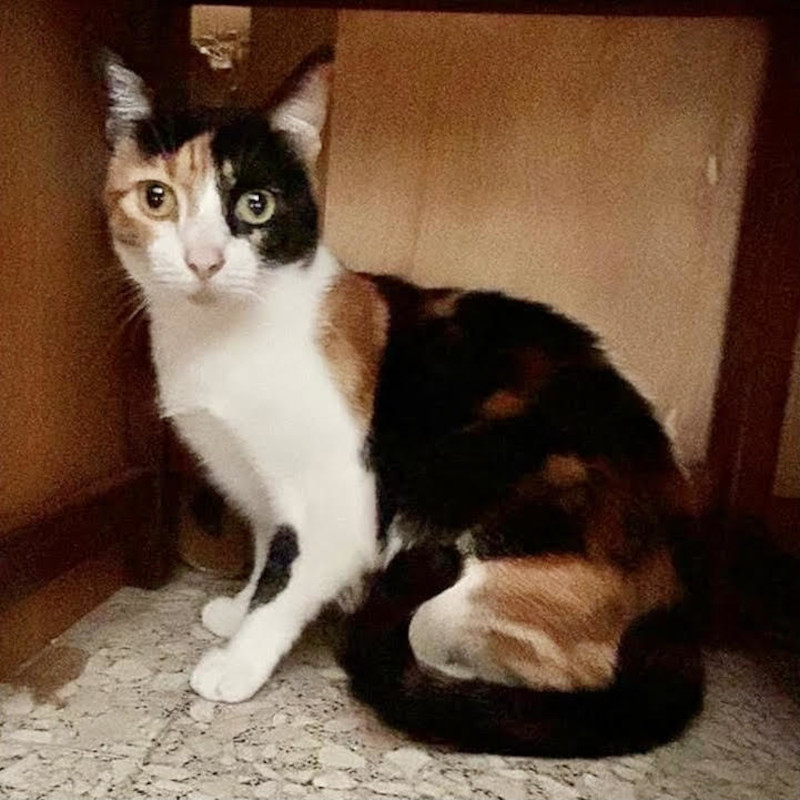 gatti adottati Le Sfigatte