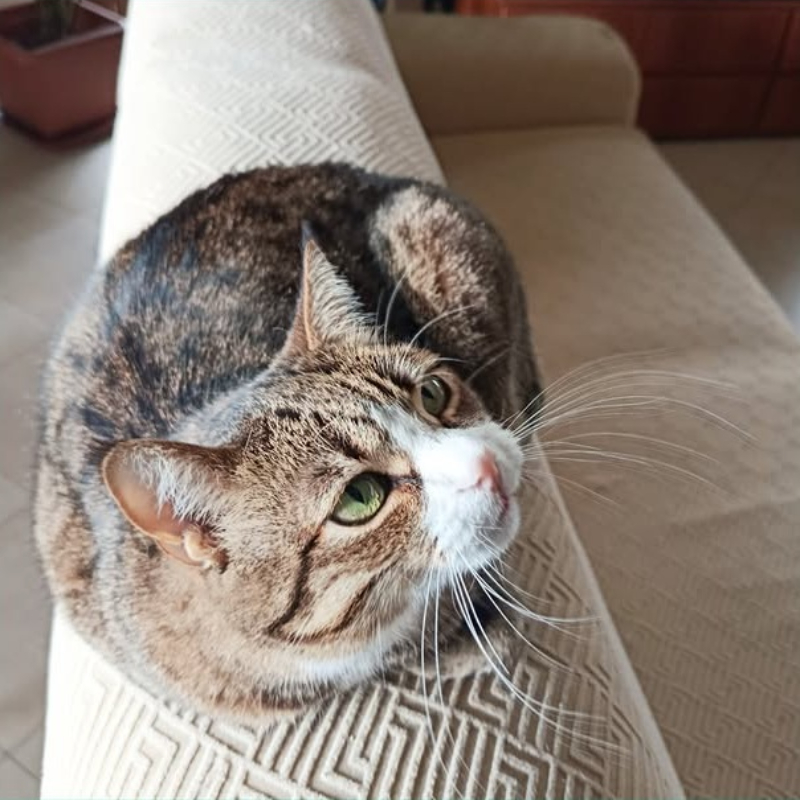 Oliver, in cerca di adozione | Associazione Le Sfigatte