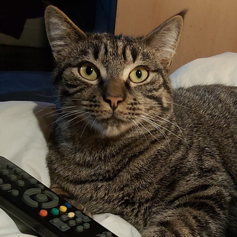 gatti adottati Le Sfigatte