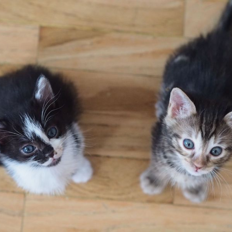 gatti adottati Le Sfigatte