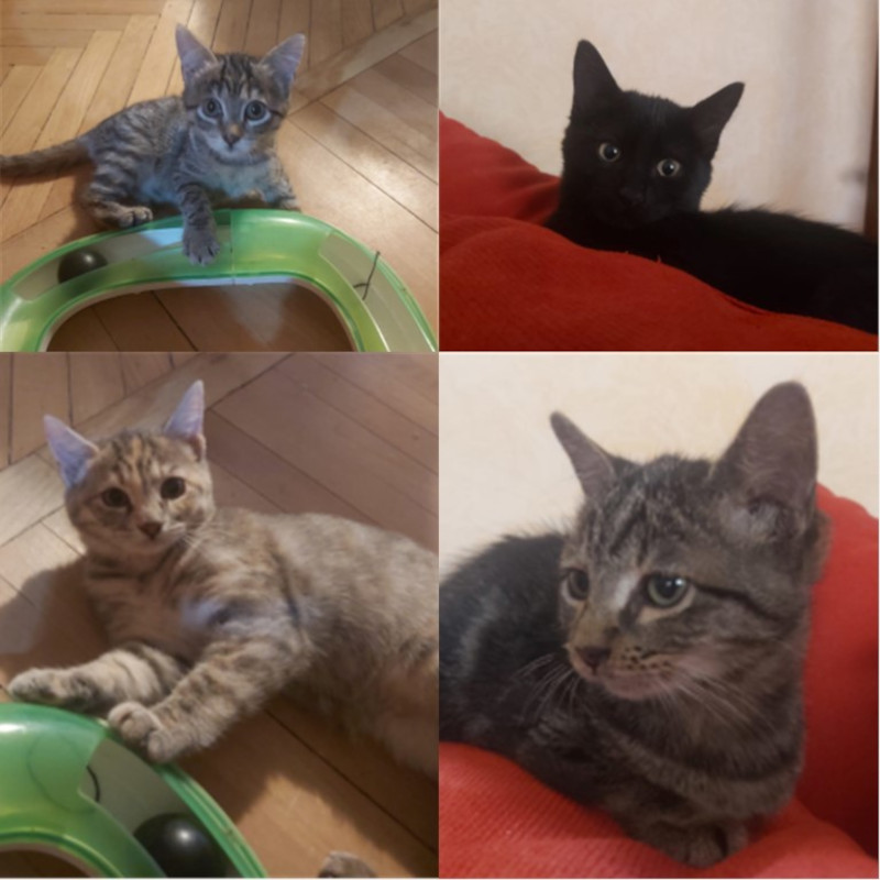 gatti adottati Le Sfigatte
