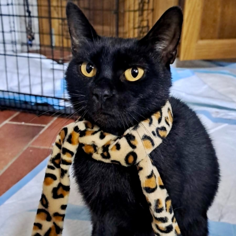 Olivia, in cerca di adozione tramite Associazione Le Sfigatte