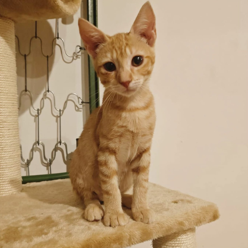 Olivia, in cerca di adozione | Associazione Le Sfigatte