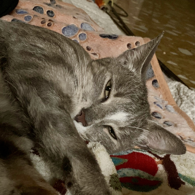 gatti adottati Le Sfigatte