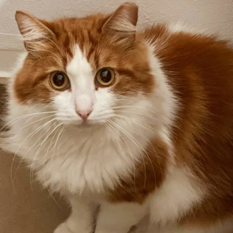 gatti adottati Le Sfigatte