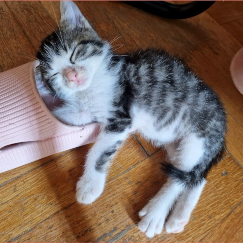 gatti adottati Le Sfigatte